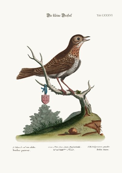 The Little Thrush by George Edwards